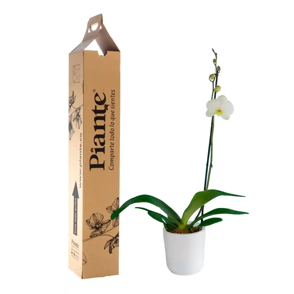 Orquídea Grandi Premium Blanco Oxford En Matera Cerámica