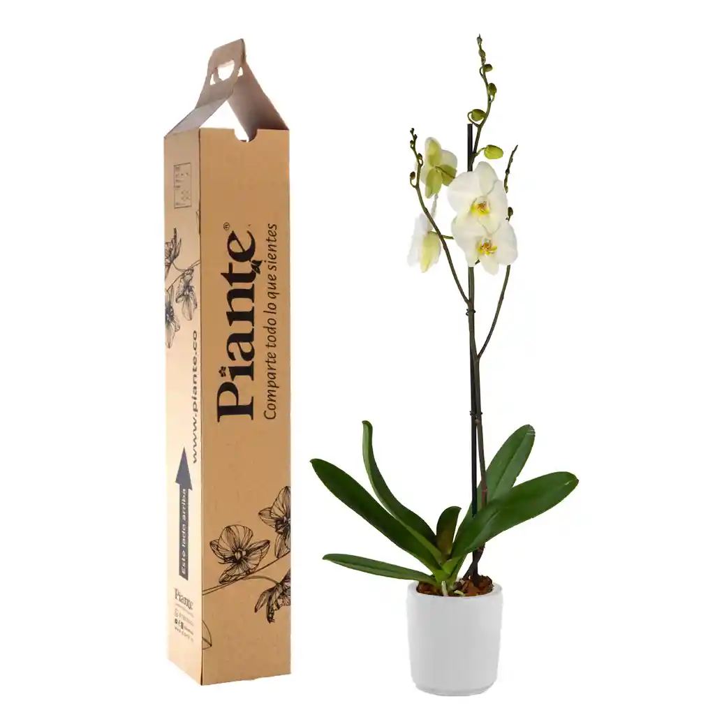 Orquídea Grandi Premium Blanco Leeds En Matera Cerámica