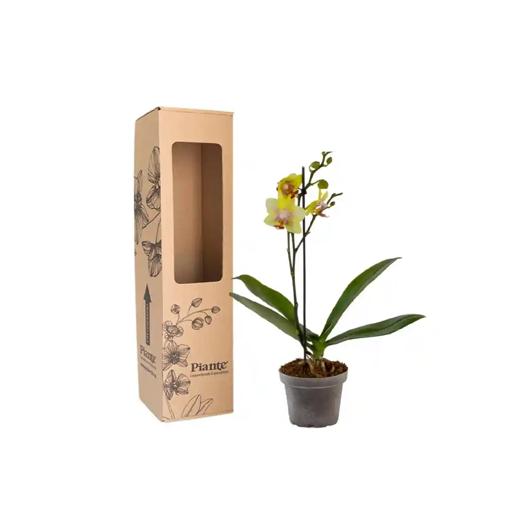 Orquídea Mini Premium Amarillo Pereira