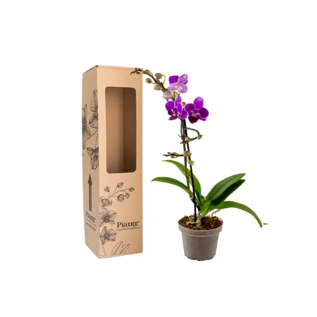 Orquídea Mini Premium Morado Puebla