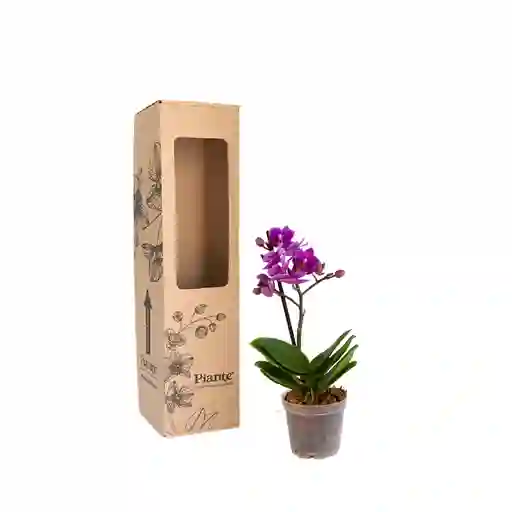 Orquídea Mini Premium Morado Bogota