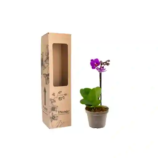 Orquídea Mini Premium Morado Refugio