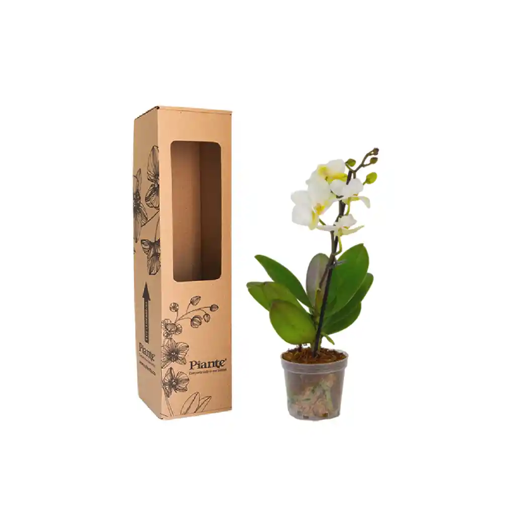 Orquídea Mini Premium Blanco Zurich