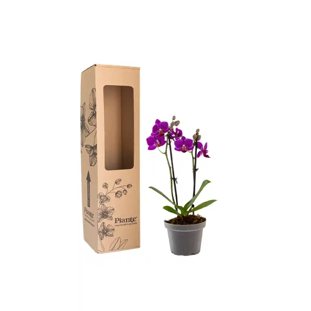 Orquídea Mini Supreme Morado Queenstone