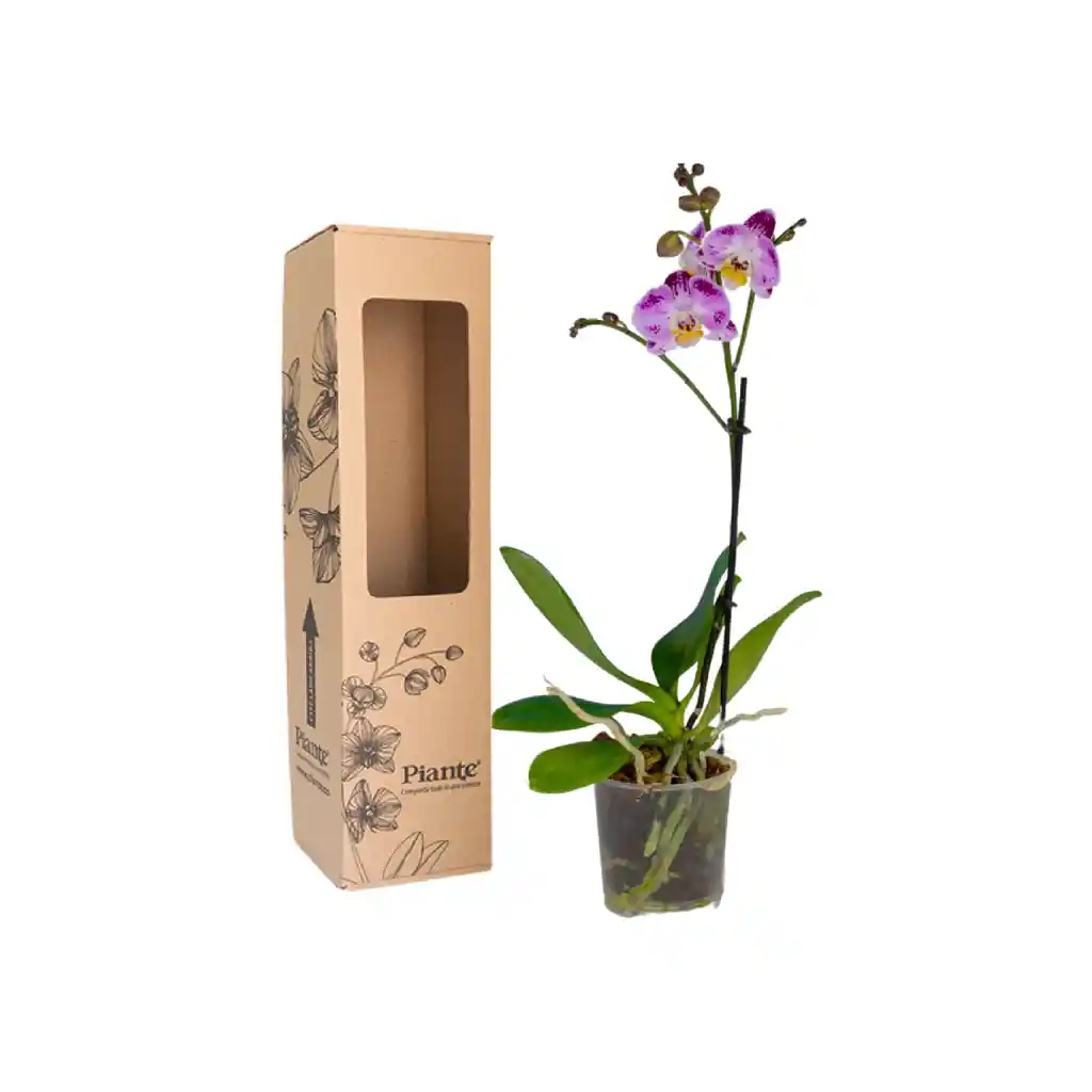 Orquídea Midi Premium Exotica Bubbles