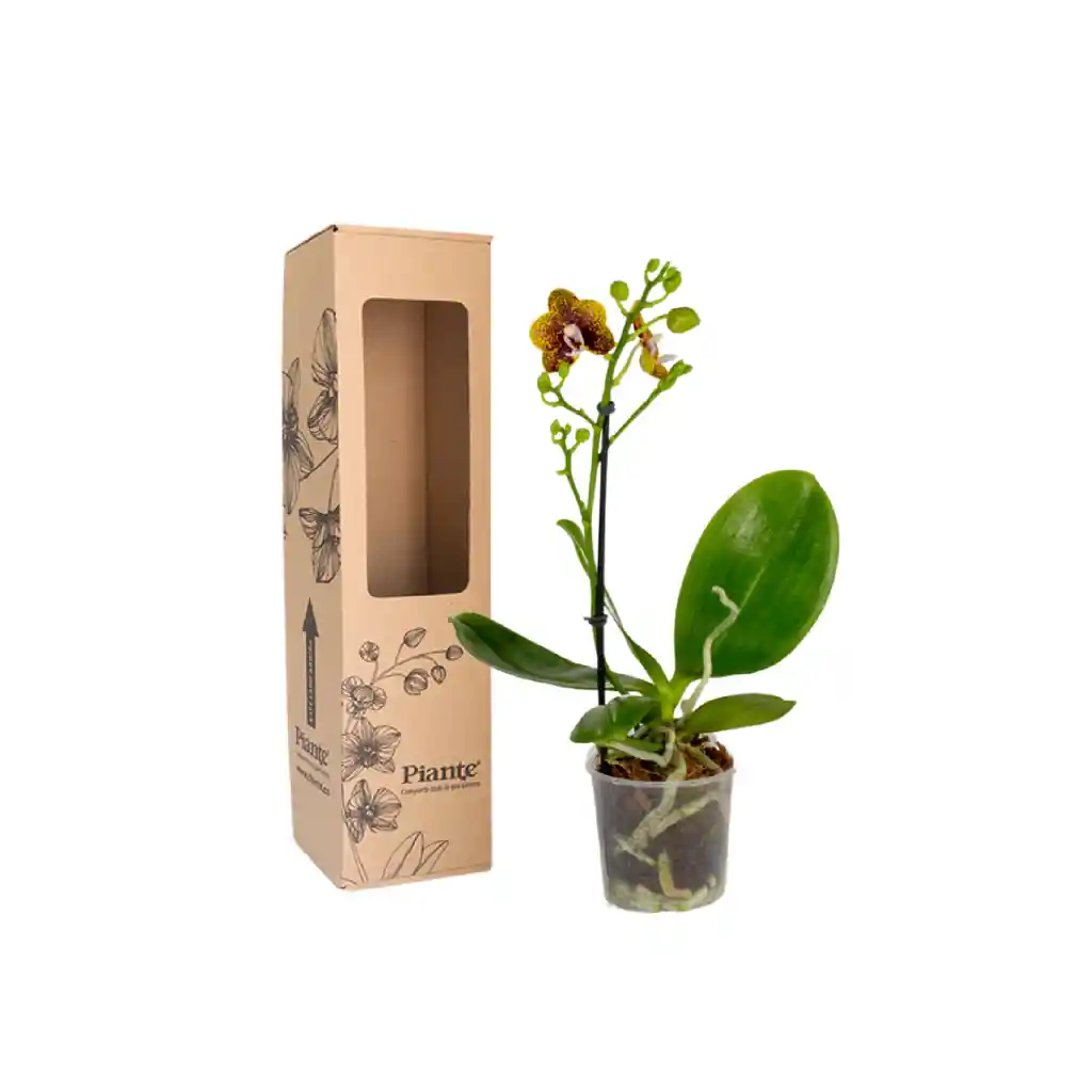 Orquídea Midi Premium Exotica Bambula