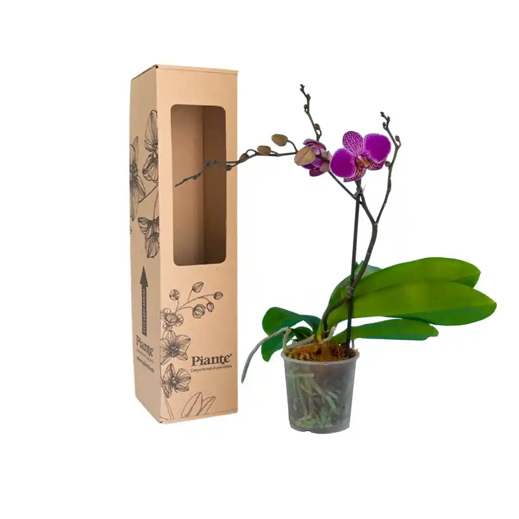 Orquídea Midi Premium Morado Hamburg