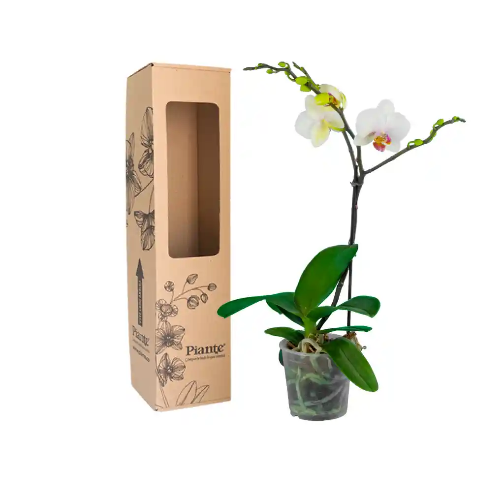 Orquídea Midi Premium Blanco Labio Rojo Forest