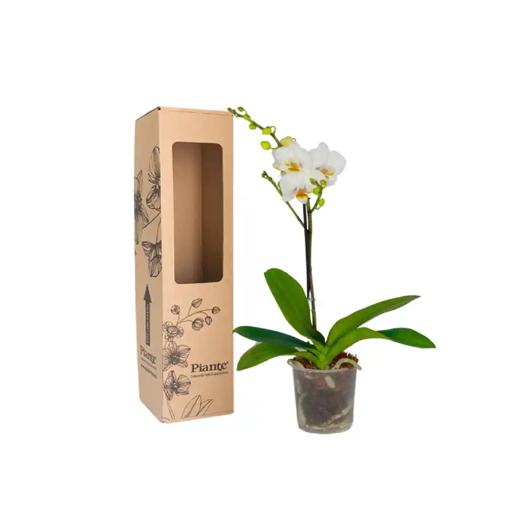 Orquídea Midi Premium Blanco Fara