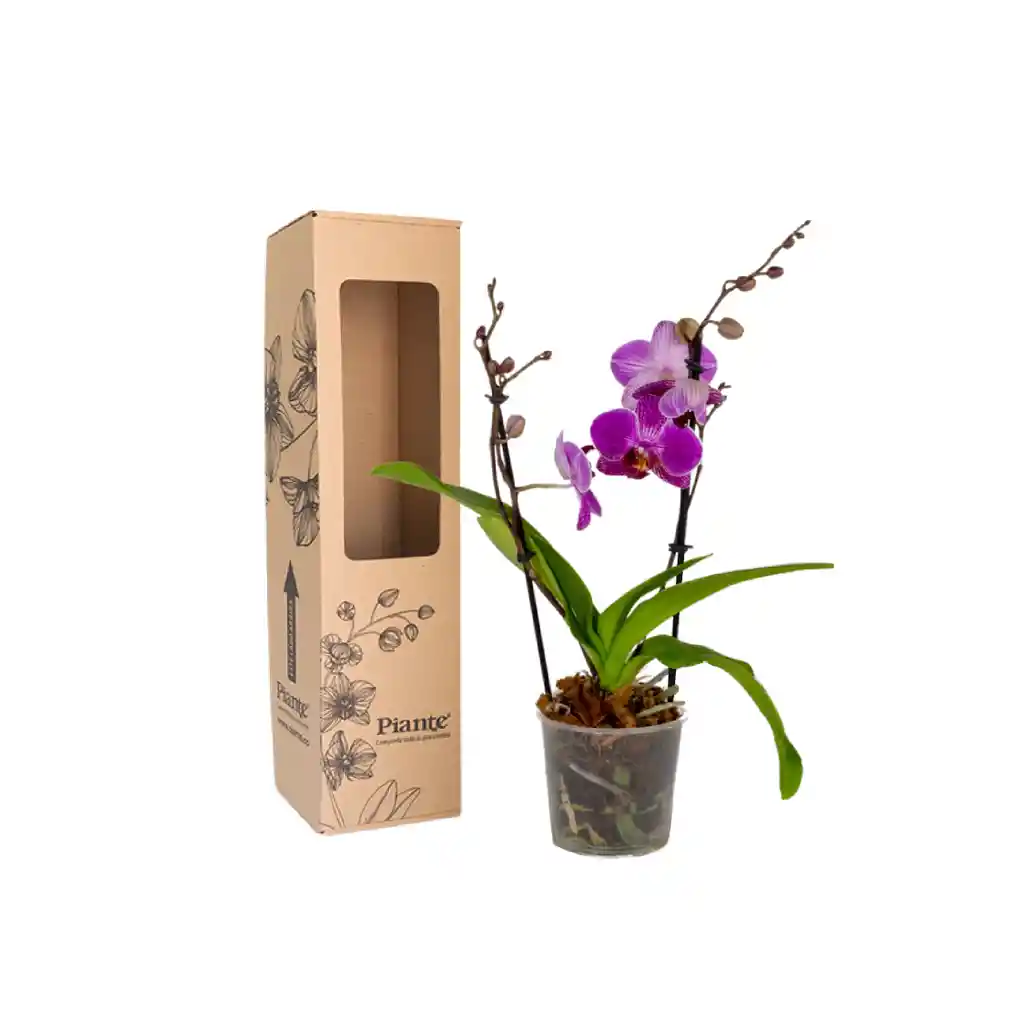 Orquídea Midi Supreme Morado Hamburg