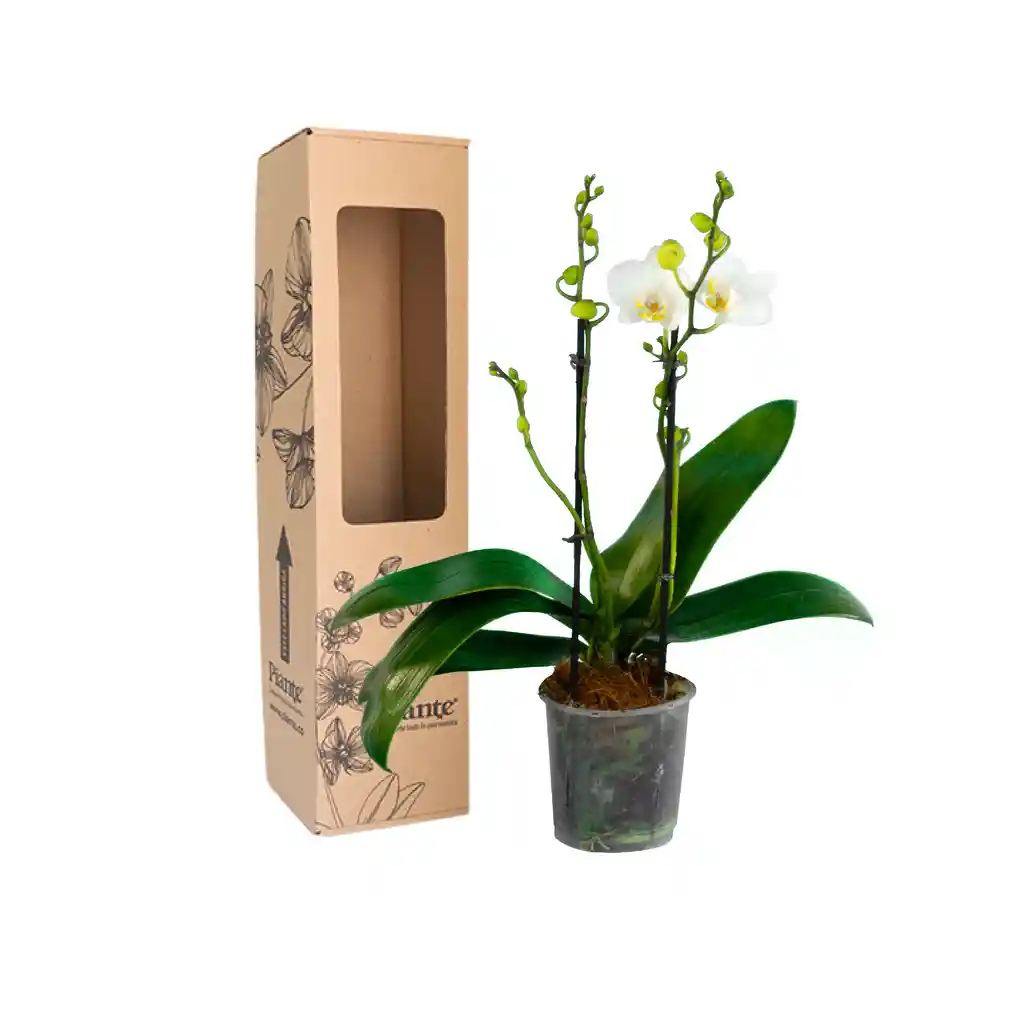 Orquídea Midi Supreme Blanco Fara