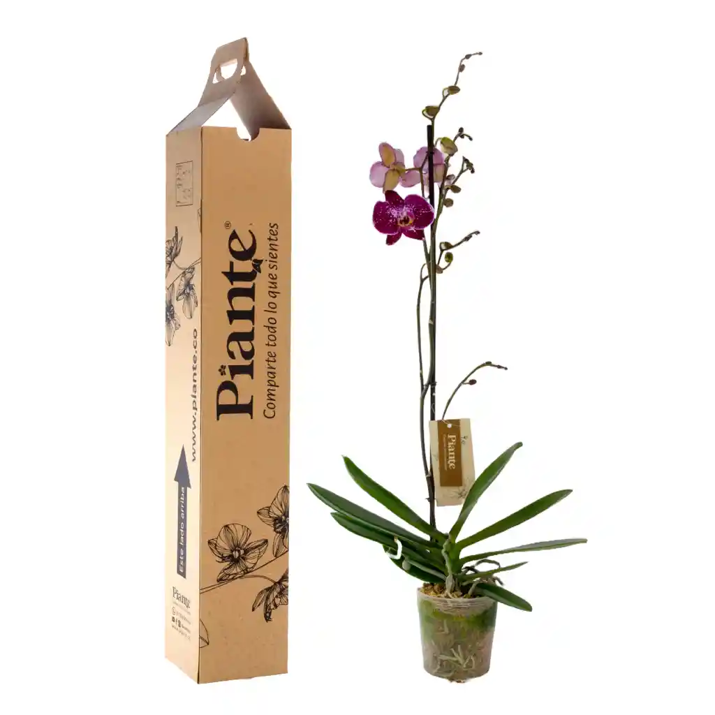 Orquídea Grandi Premium Exotica Angers