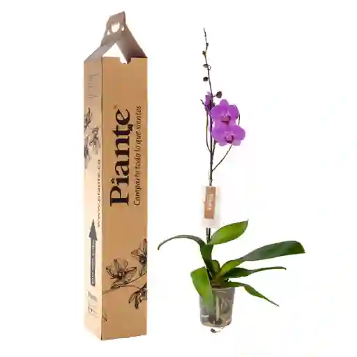 Orquídea Grandi Premium Rosado Minneapolis