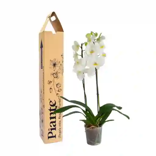 Orquídea Grandi Supreme Blanco Nottingham