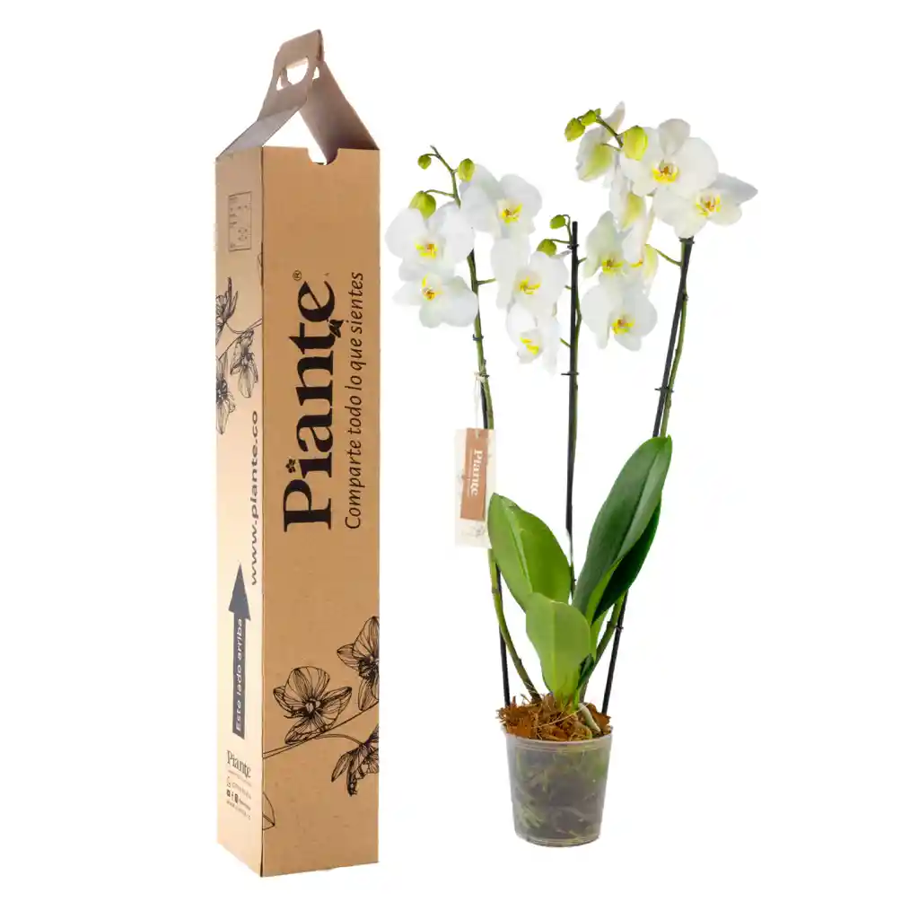 Orquídea Grandi Elite Blanco Oxford