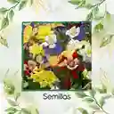 3.200 Semillas Orgánicas De Flor Aquilegia Aguileda