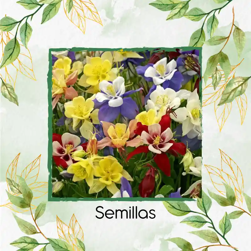 3.200 Semillas Orgánicas De Flor Aquilegia Aguileda