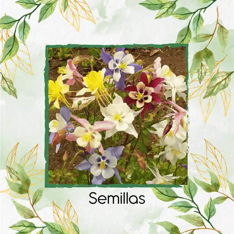 3.200 Semillas Orgánicas De Flor Aquilegia Aguileda