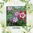 3.200 Semillas Orgánicas De Flor Aquilegia Aguileda