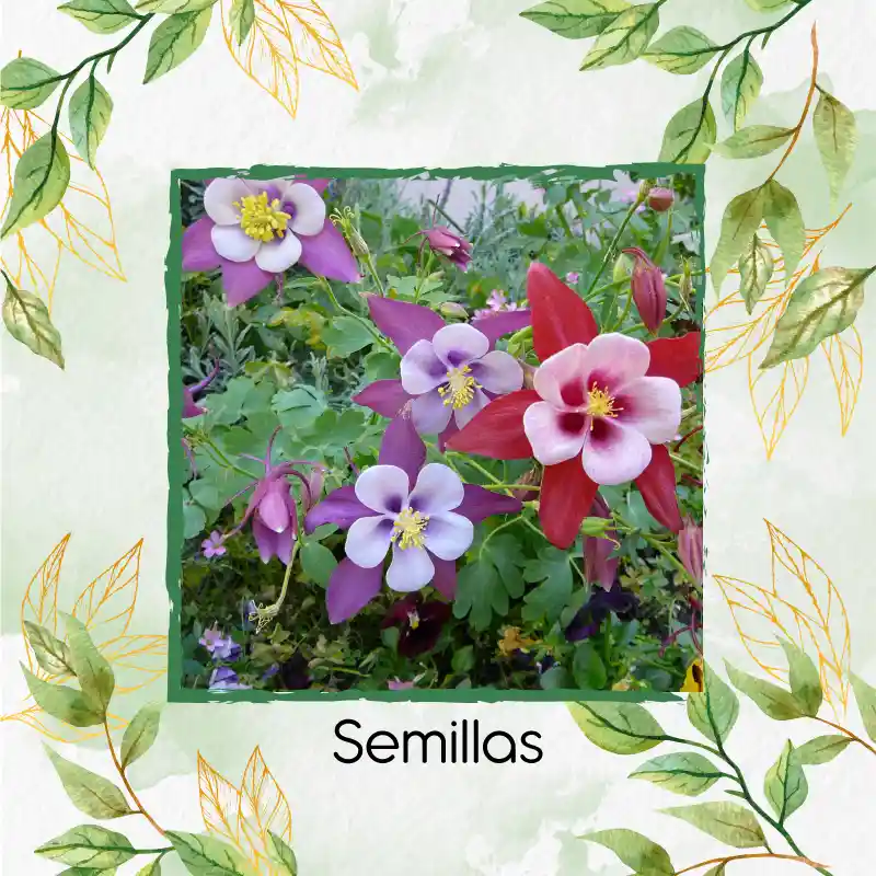 3.200 Semillas Orgánicas De Flor Aquilegia Aguileda