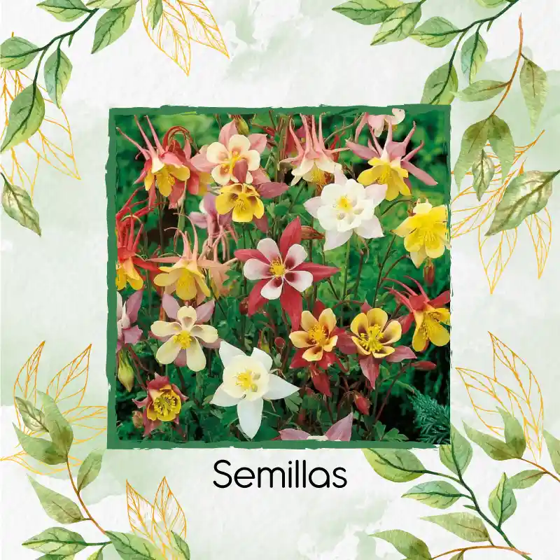 3.200 Semillas Orgánicas De Flor Aquilegia Aguileda
