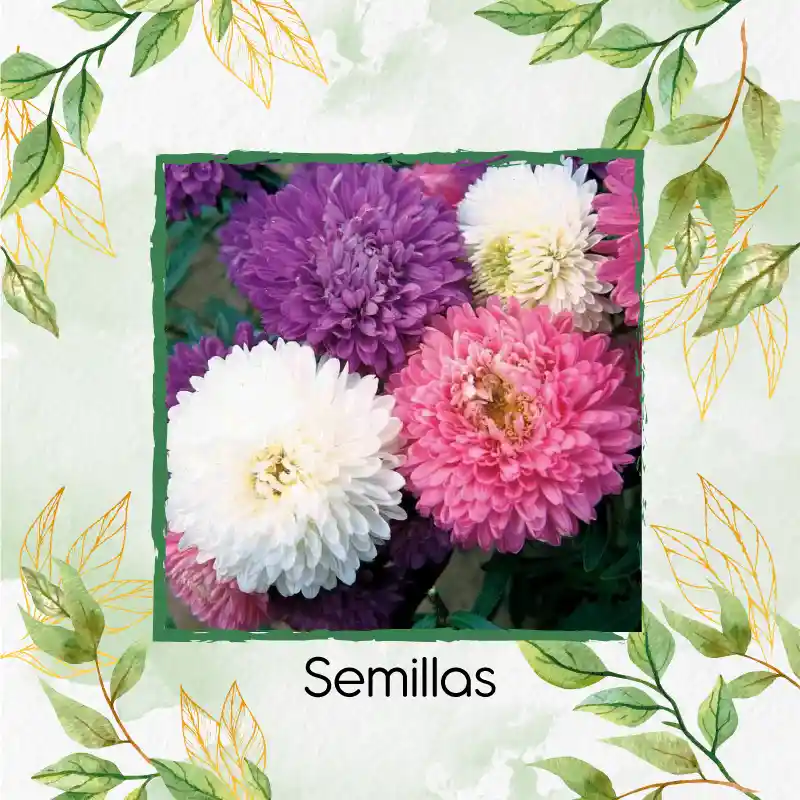 50 Semillas Orgánicas De Flor Aster