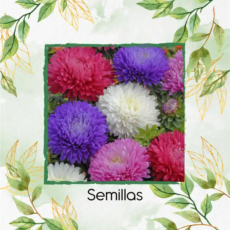 50 Semillas Orgánicas De Flor Aster