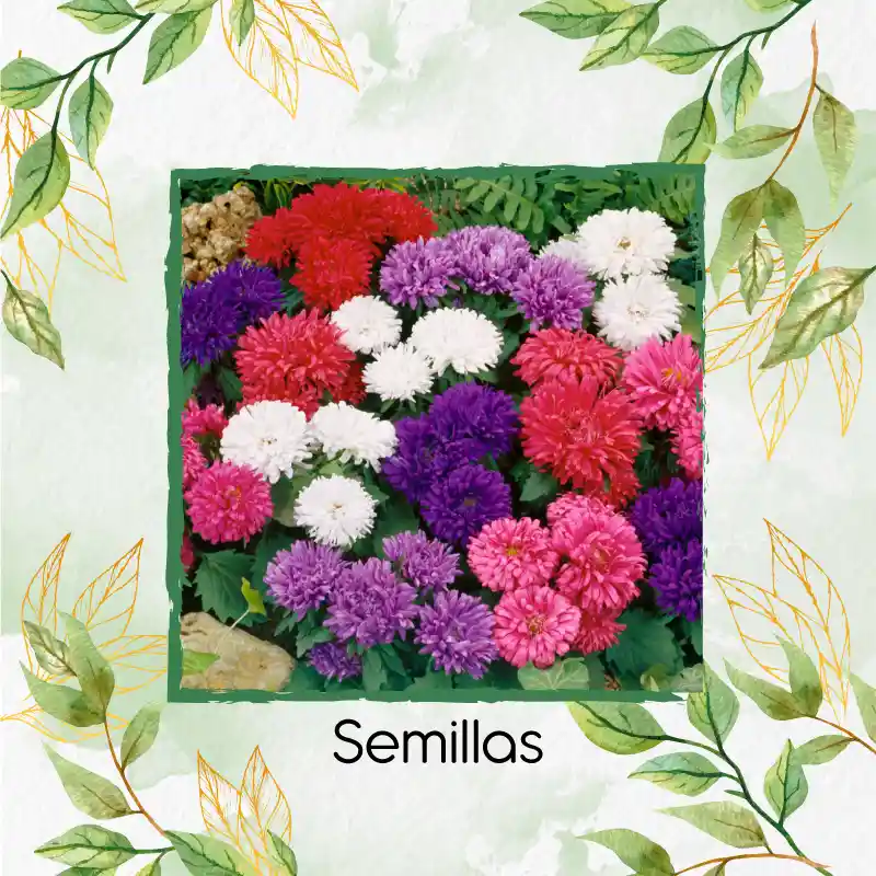 50 Semillas Orgánicas De Flor Aster