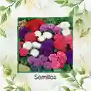 2.000 Semillas Orgánicas De Flor Aster