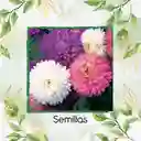 2.000 Semillas Orgánicas De Flor Aster