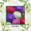 2.000 Semillas Orgánicas De Flor Aster