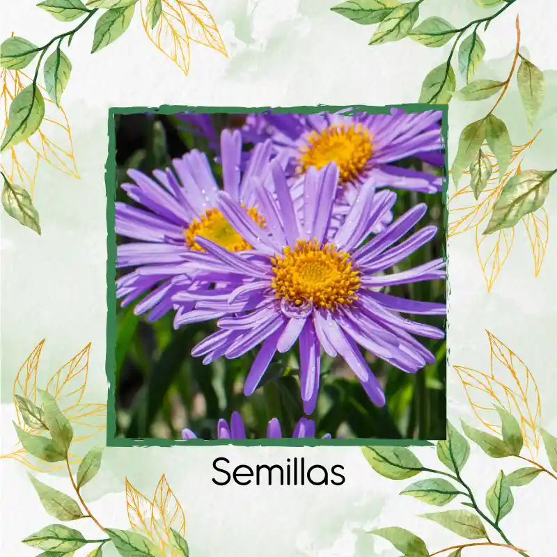 120 Semillas Orgánicas De Flor Aster Alpinus