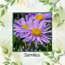 240 Semillas Orgánicas De Flor Aster Alpinus