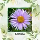 240 Semillas Orgánicas De Flor Aster Alpinus