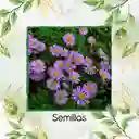 240 Semillas Orgánicas De Flor Aster Alpinus