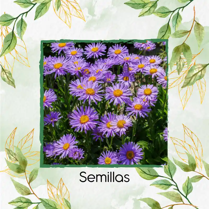 600 Semillas Orgánicas De Flor Aster Alpinus