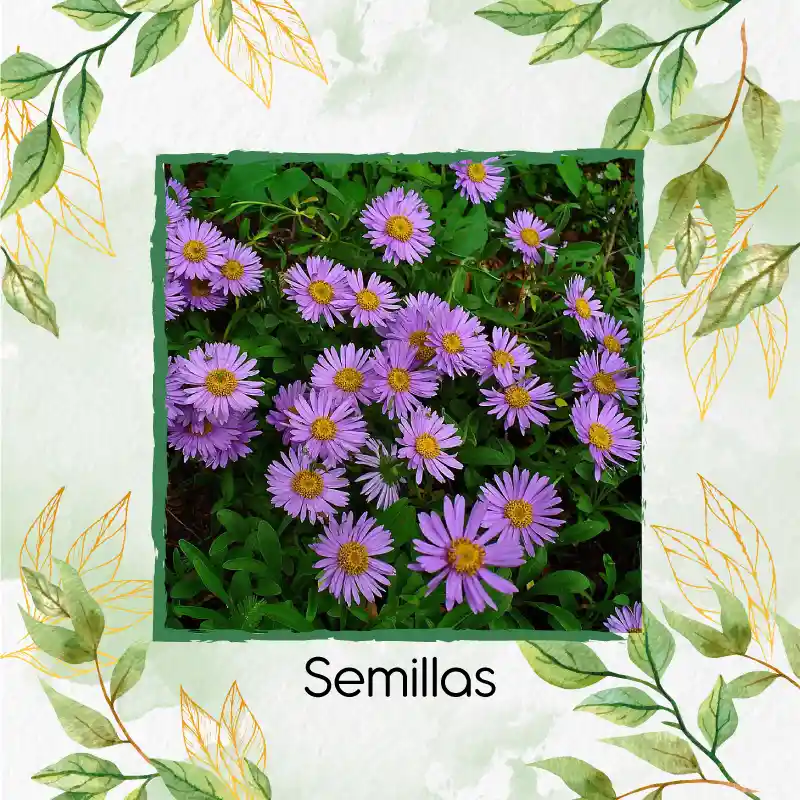 2.400 Semillas Orgánicas De Flor Aster Alpinus