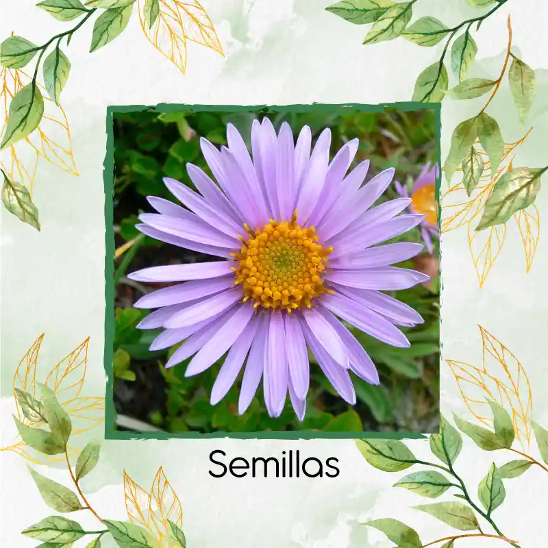 2.400 Semillas Orgánicas De Flor Aster Alpinus