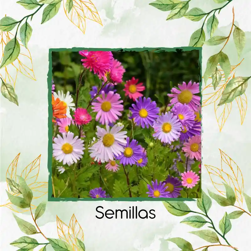 1.300 Semillas Orgánicas De Flor Aster Arco Iris