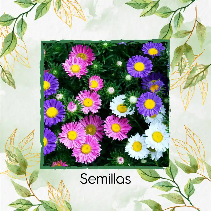 1.300 Semillas Orgánicas De Flor Aster Arco Iris