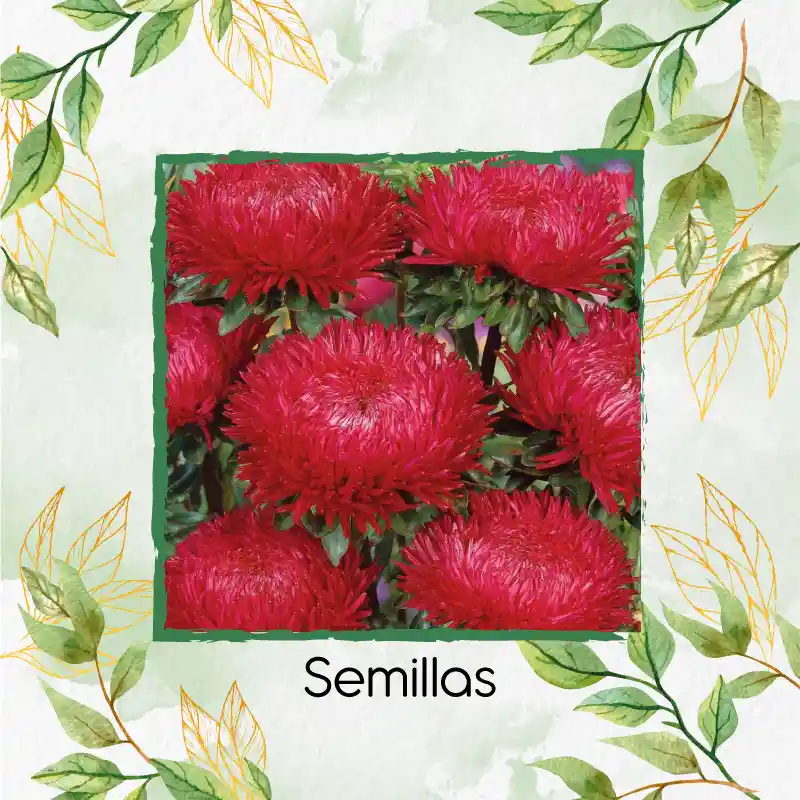 50 Semillas Orgánicas De Flor Aster Chino
