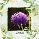 50 Semillas Orgánicas De Flor Aster Chino