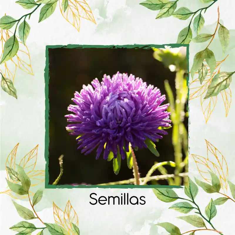 50 Semillas Orgánicas De Flor Aster Chino