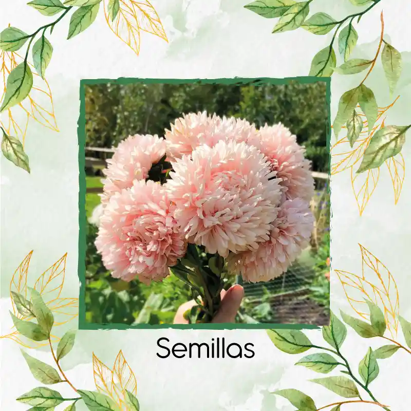 50 Semillas Orgánicas De Flor Aster Chino