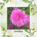 50 Semillas Orgánicas De Flor Aster Chino