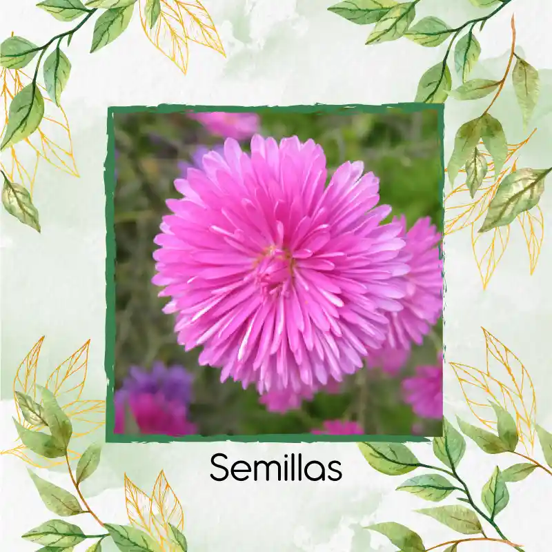 50 Semillas Orgánicas De Flor Aster Chino
