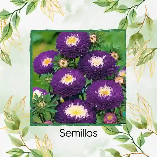260 Semillas Orgánicas De Flor Aster Para Ramos