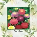 1.300 Semillas Orgánicas De Flor Aster Para Ramos