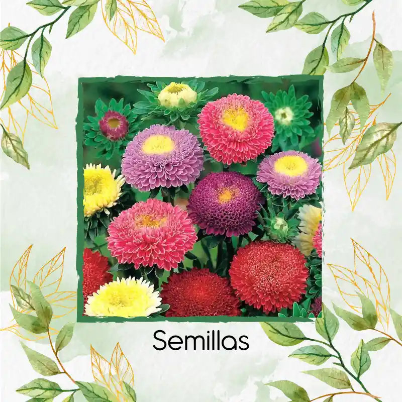 1.300 Semillas Orgánicas De Flor Aster Para Ramos
