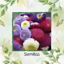1.300 Semillas Orgánicas De Flor Aster Para Ramos